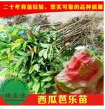 番石榴苗 無(wú)籽番石榴苗 紅心番石榴苗 番石榴苗批發(fā)銷售