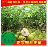 青棗苗 青棗苗供應(yīng)商 青棗苗批發(fā)銷售 青棗苗價格