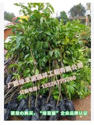 黃皮果苗 甜黃皮果苗批發(fā) 黃皮果苗供應(yīng)商 黃皮果苗價(jià)格