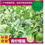 青檸檬苗 檸檬苗 香水檸檬苗 嫁接檸檬苗