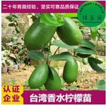 青檸檬苗 檸檬苗 香水檸檬苗 嫁接檸檬苗