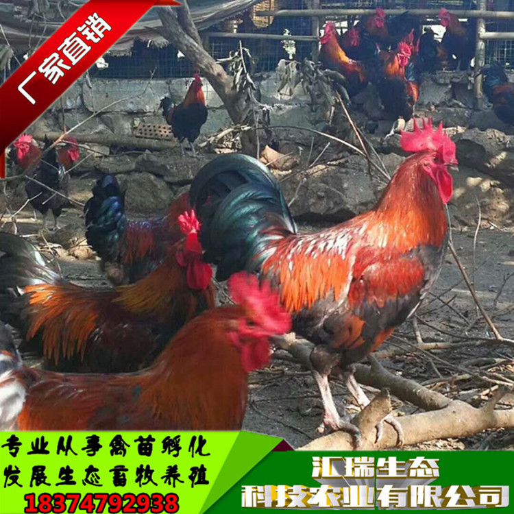土雞苗土雜雞苗血毛土雞苗大紅公雞苗廠價(jià)直銷