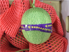 【品質(zhì)穩(wěn)定,脆甜爽口】絲露曉蜜瓜  哈密瓜 絲露曉蜜瓜 哈密瓜 海南出產(chǎn)