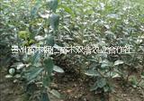 貴州刺槐 貴州刺槐供應(yīng)商 貴州刺槐供應(yīng)商 貴州刺槐批發(fā)