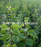 貴州丁香 貴州丁香種植銷售 貴州丁香批發(fā) 貴州丁香價(jià)格