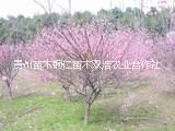貴州美人梅種植 貴州美人梅 貴州美人梅批發(fā) 貴州美人梅供應(yīng)