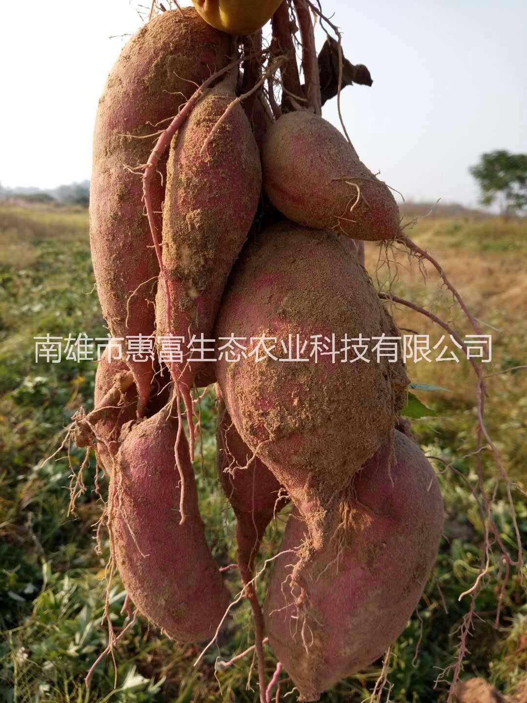 番薯、紅薯、甘薯、白薯、地瓜