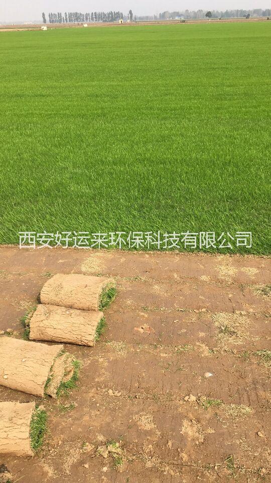 鋪草皮，草皮鋪設(shè) 鋪草皮，草皮鋪設(shè)，西安鋪草皮