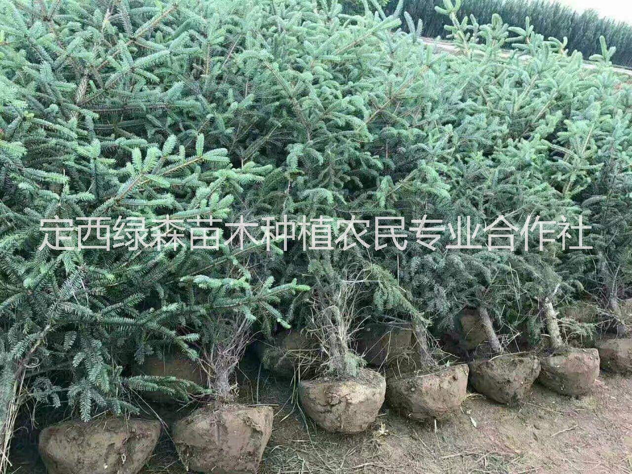 甘肅云杉2米2.2米， 甘肅青扦云杉3米4米價格 ， 甘肅青仟云杉白皮云杉3米4米綠化