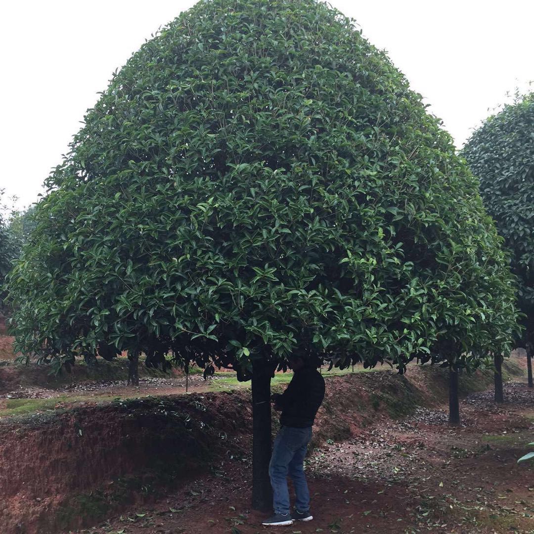 桂花桂花基地桂花批發(fā)桂花供應桂花經銷優(yōu)質桂花