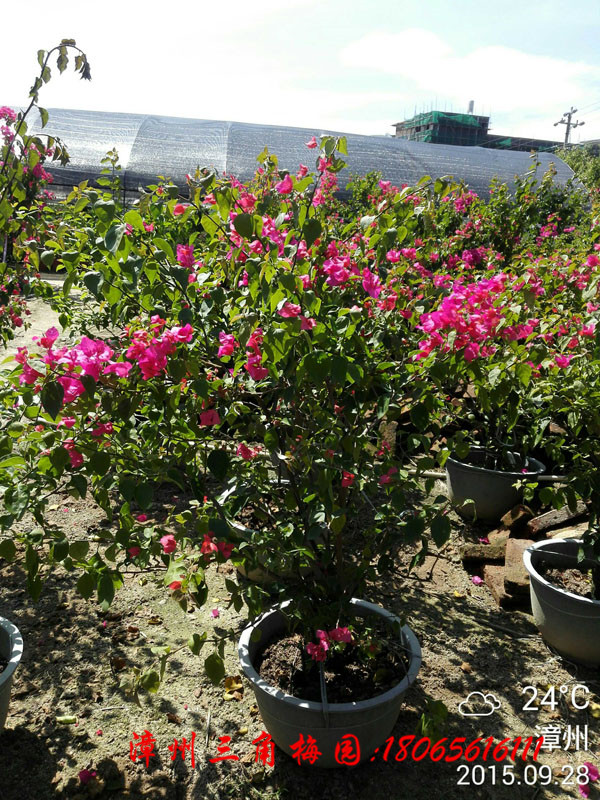 廣東勒* 紅花三角梅 三角梅產地 量大優(yōu)惠