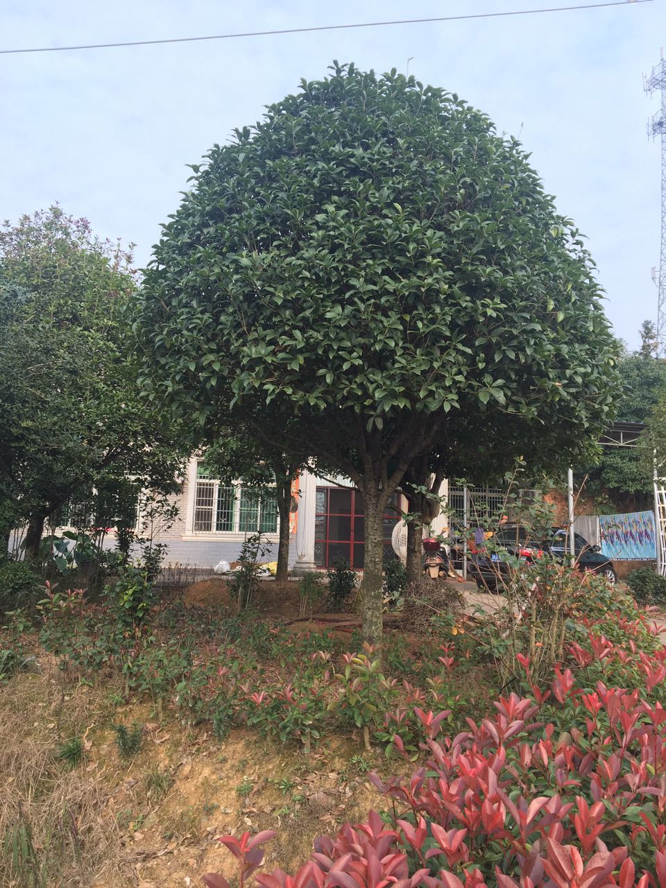 桂花桂花基地桂花批發(fā)桂花供應桂花經銷優(yōu)質桂花