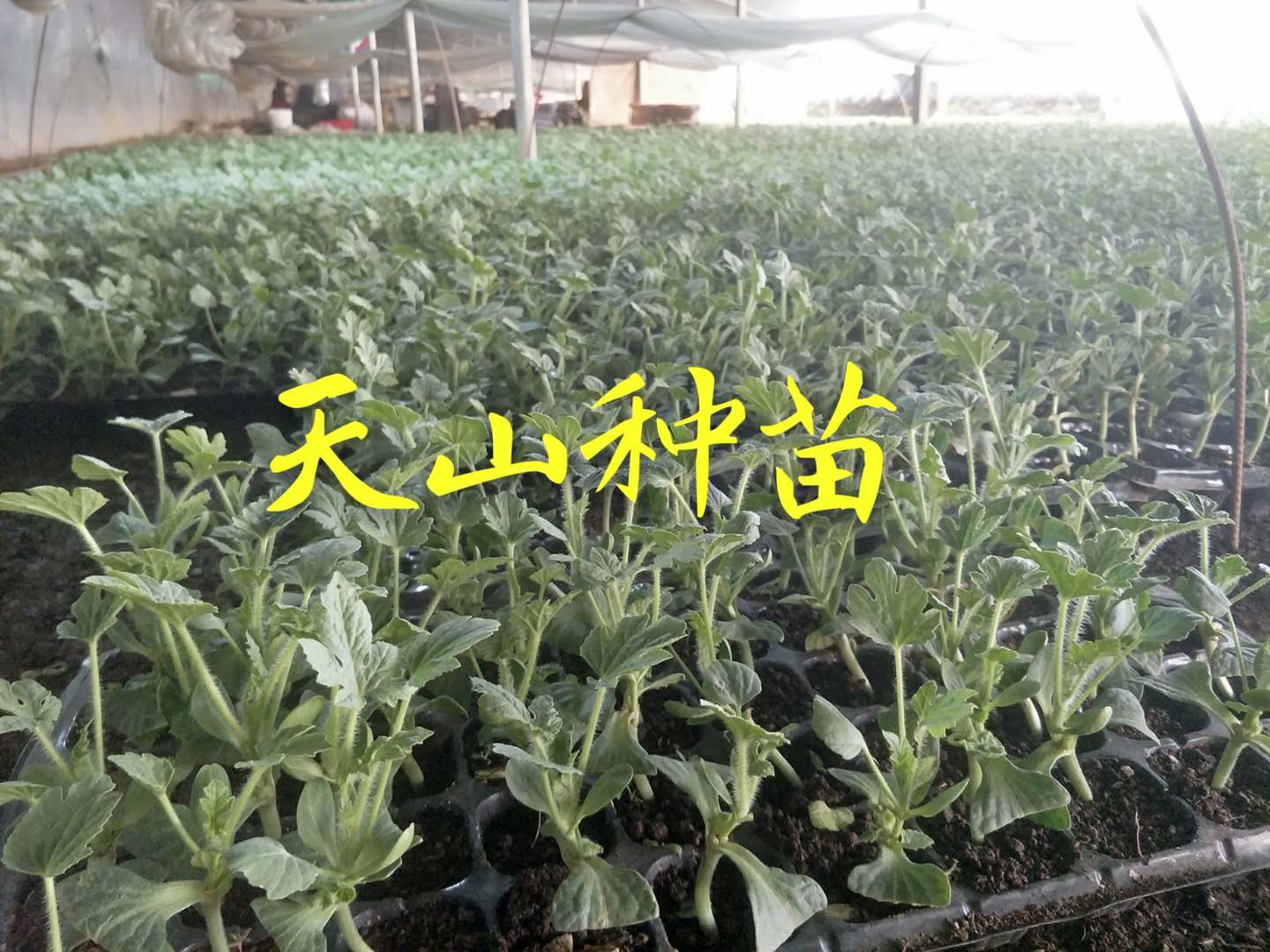 天山種苗西瓜苗龍宿州西瓜苗