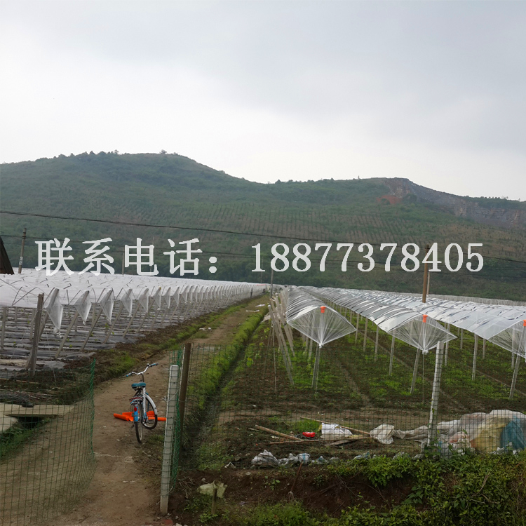 專業(yè)葡萄避雨棚搭建_葡萄棚搭建_葡萄架搭建_葡萄水泥柱搭建_葡萄園棚架搭建