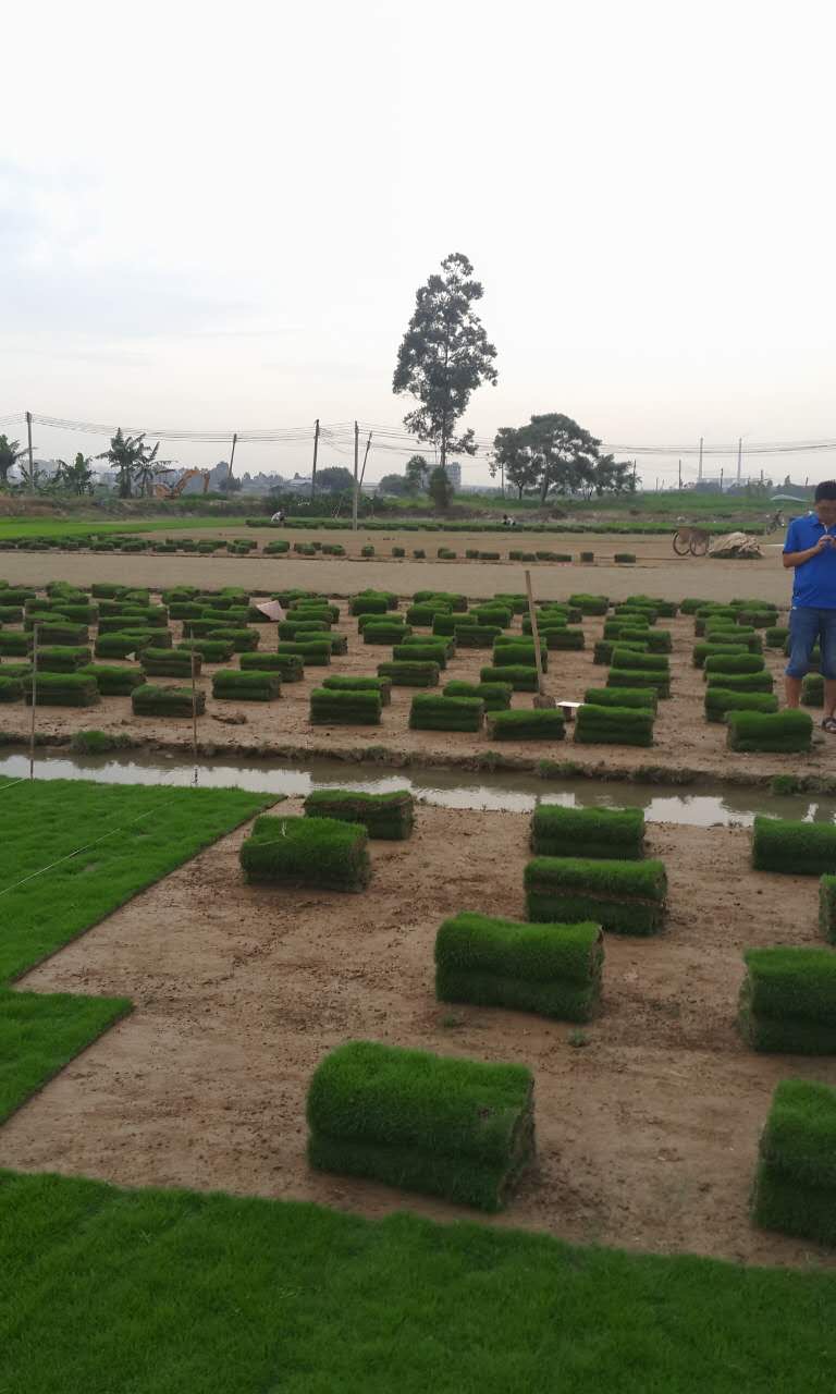 東莞臺灣草卷供應商、報價  東莞臺灣草卷批發(fā)  東莞臺灣草卷廠家  東莞洪福臺灣草卷