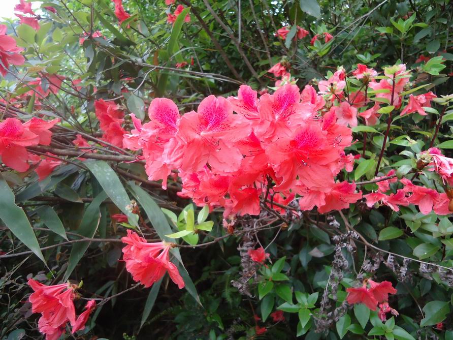映山紅苗基地、供應(yīng)福建映山紅苗、映山紅苗種植技術(shù)