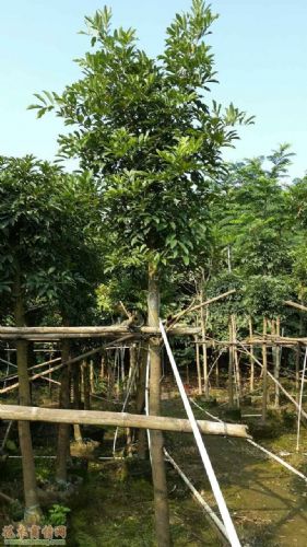 供應(yīng)海南紅豆、海南紅豆養(yǎng)殖基地、廣東省海南紅豆