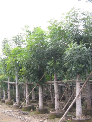 供應(yīng)桃花心木、桃花心木批發(fā)銷售、廣東省桃花心木基地