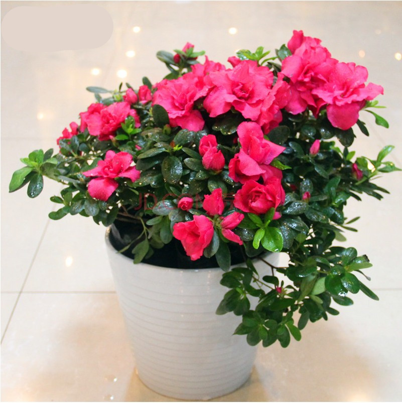 供應(yīng)福建*花苗、*花苗種植技術(shù)、*花苗養(yǎng)殖基地