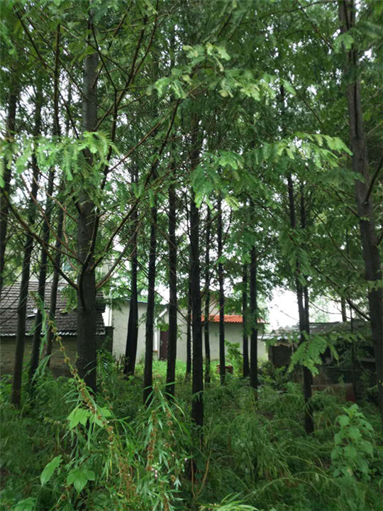 湖北水杉苗、水杉苗批發(fā)價格、水杉苗湖北基地