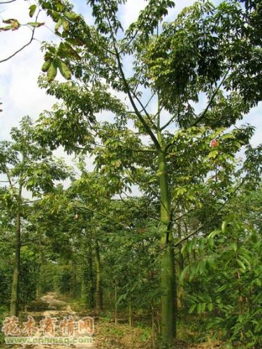 供應(yīng)美麗異木棉、美麗異木棉批發(fā)、美麗異木棉喬木價(jià)格