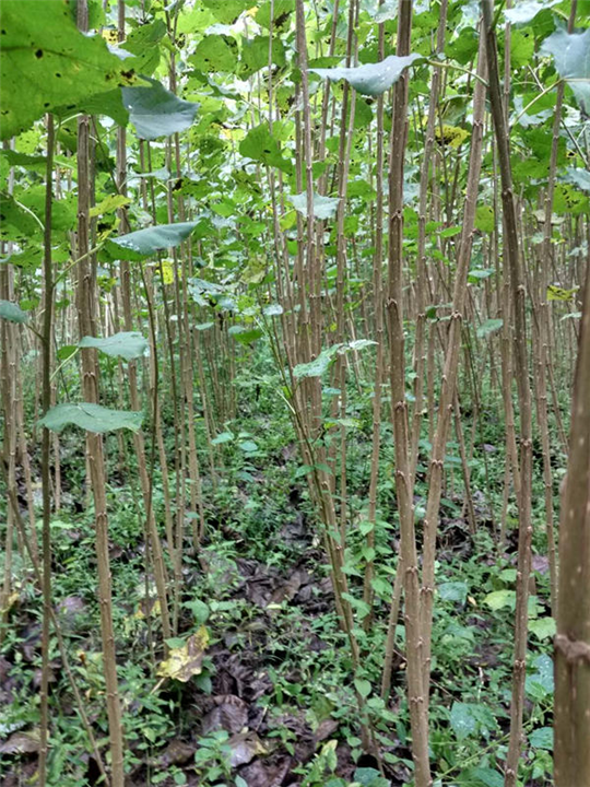 供應(yīng)湖北白楊樹苗、湖北白楊樹苗價格、湖北白楊樹苗批發(fā)
