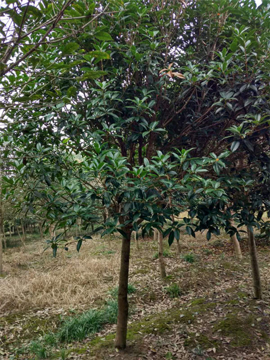 供應(yīng)湖北八月桂、湖北八月桂價(jià)格、各種苗木出售