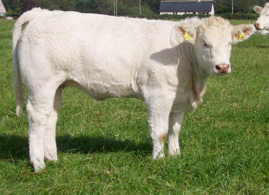 山西肉牛夏洛萊牛報價 夏洛萊牛圖片 夏洛來牛 夏洛萊牛種牛價格 夏洛萊牛的優(yōu)點與缺點
