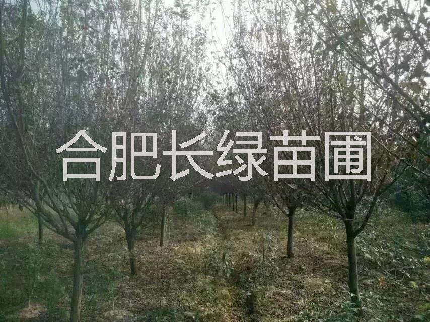 安徽紅葉李供應(yīng)廠家 合肥紫葉李價格 肥西紅葉李種植苗圃批發(fā)基地 安徽紅葉李種植基地