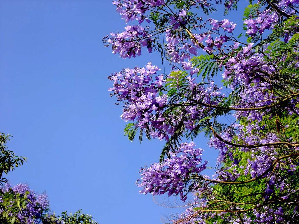 云南藍花楹 供應云南藍花楹價格 供應云南藍花楹報價 供應云南藍花楹批發(fā)