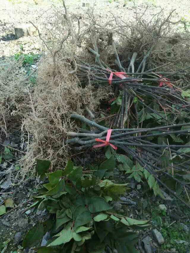吳茱萸種苗供應(yīng)廣西吳茱萸種苗中花 吳茱萸中花種植基地