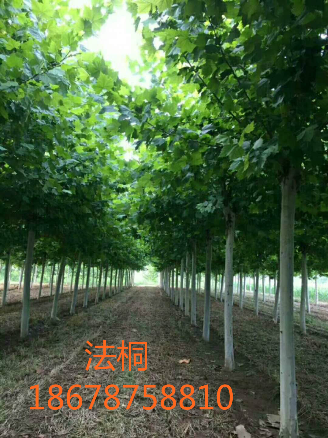 法桐 、法桐小苗報(bào)價(jià)、批量供應(yīng)優(yōu)質(zhì)的法桐小苗、山東法桐等苗木