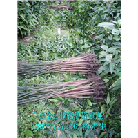 供應(yīng)貴州金煌芒果苗 供應(yīng)貴州金煌芒果苗價(jià)格 貴州金煌芒果苗大量出售 供應(yīng)貴州優(yōu)質(zhì)金煌芒果苗