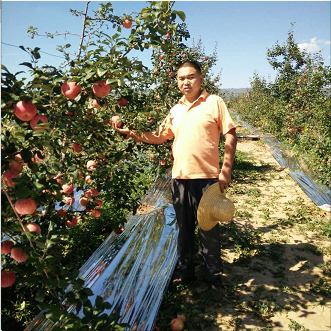 蘋果苗直銷 蘋果苗供應(yīng)商 蘋果苗直銷  蘋果苗廠家  蘋果苗基地  江西蘋果苗 成都蘋果苗 東莞蘋果苗