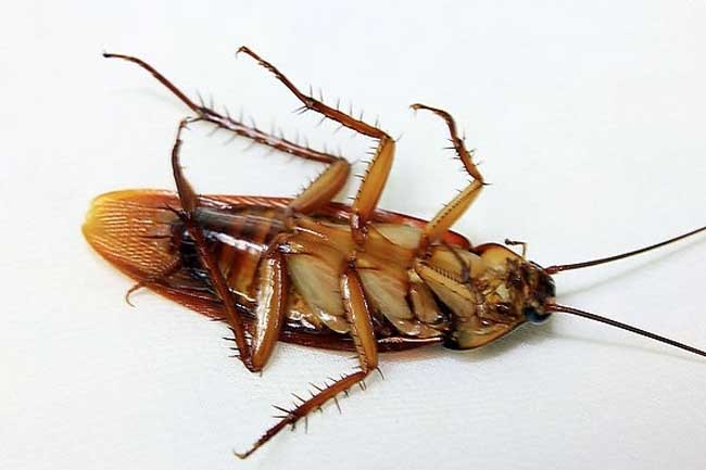 天津滅蟑螂公司 渤海蟲控專業(yè)滅蟑螂公司 快速滅蟑螂！