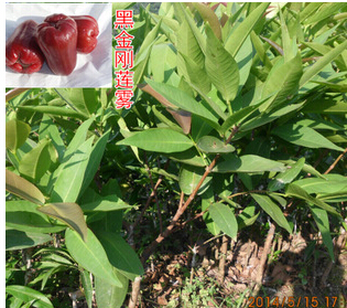 *蓮霧苗供應(yīng)商、*蓮霧苗價(jià)格、*蓮霧苗基地