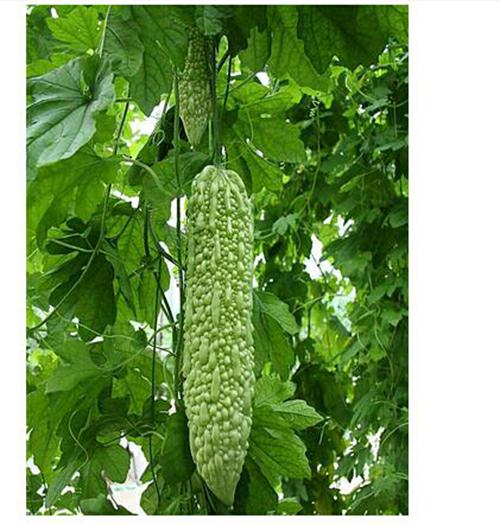 深圳佳惠鮮蔬菜配送公司 供應(yīng)新鮮 深圳佳惠鮮蔬菜配送公司蔬菜批發(fā)