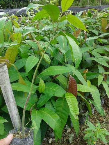 鳳凰木大量供應、廣東鳳凰木基地、鳳凰木直銷價格