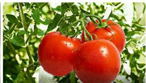 深圳佳惠鮮蔬菜配送公司 供應(yīng)新鮮 深圳佳惠鮮蔬菜配送公司蔬菜批發(fā)