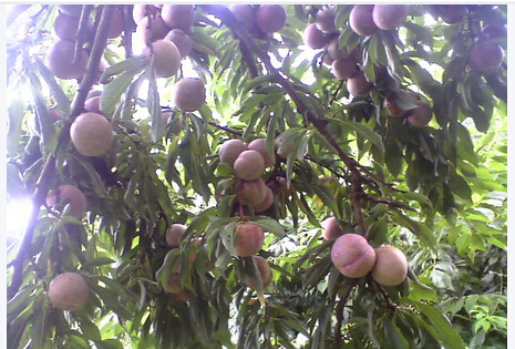 供應三華李苗、三華李苗種植技術、三華李苗種植基地