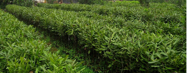 供應(yīng)澳洲堅果、廣西澳洲堅果、澳洲堅果批發(fā)價格