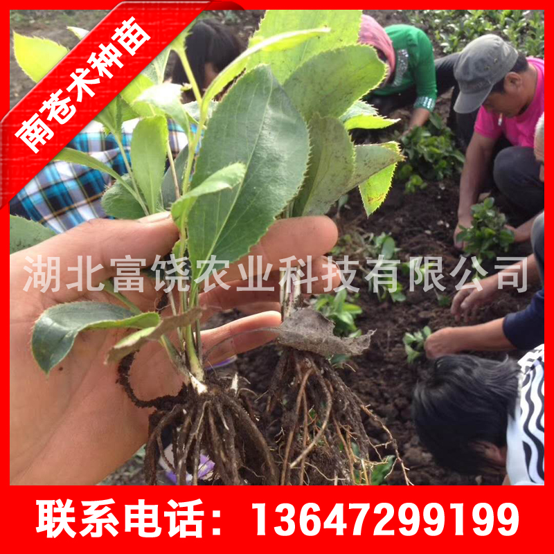供應(yīng)湖北南蒼術(shù)種苗茅蒼術(shù)種子種苗基地直銷品質(zhì)保證