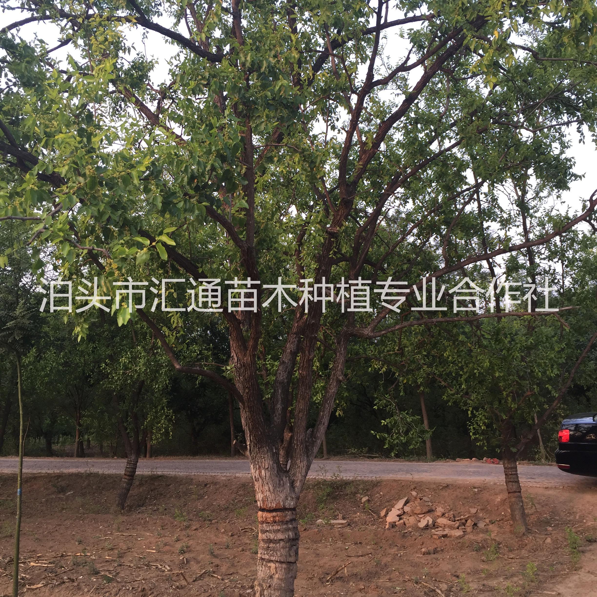 供應(yīng)棗樹15公分 15cm棗樹 8公分占地棗樹 30公分古棗樹