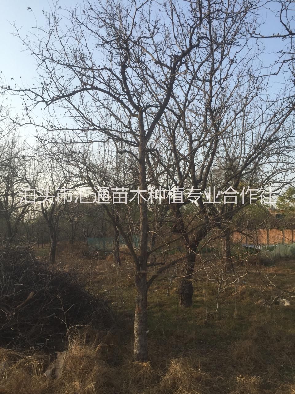 供應(yīng)棗樹15公分 15cm棗樹 8公分占地棗樹 30公分古棗樹