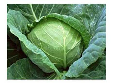 深圳佳惠鮮蔬菜水果批發(fā)配送 無(wú)公害蔬菜批發(fā) 農(nóng)產(chǎn)品糧油配送