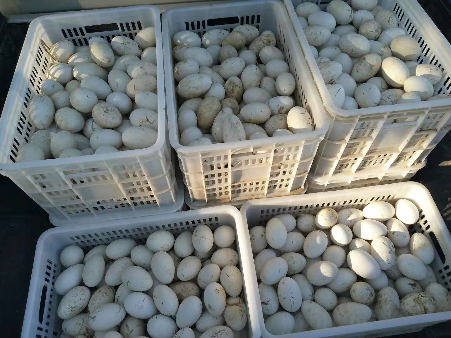 脫溫鵝苗批發(fā)哪里有-電話