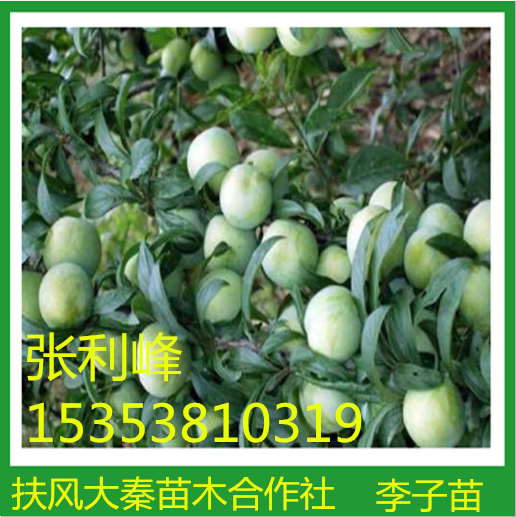 *桃供應(yīng)商 *桃直銷 *桃價(jià)格 *桃苗基地  *桃供應(yīng) *桃廠家 廣州*桃 東莞*桃  廣州*桃 *