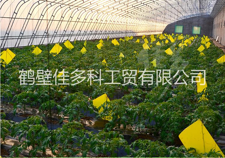 江西粘蟲板公司以雄厚的技術(shù)力量_品質(zhì)保證