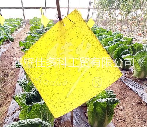 江西粘蟲板公司以雄厚的技術(shù)力量_品質(zhì)保證