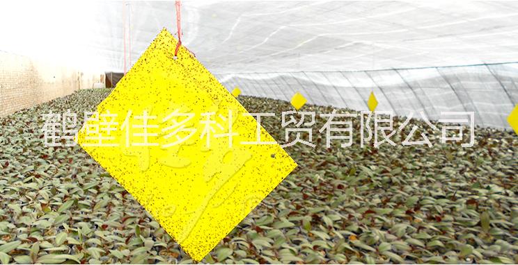 江西粘蟲板公司以雄厚的技術(shù)力量_品質(zhì)保證